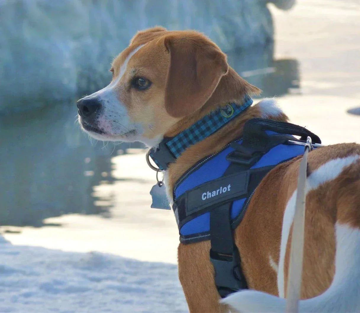 Personalized Dog Harness